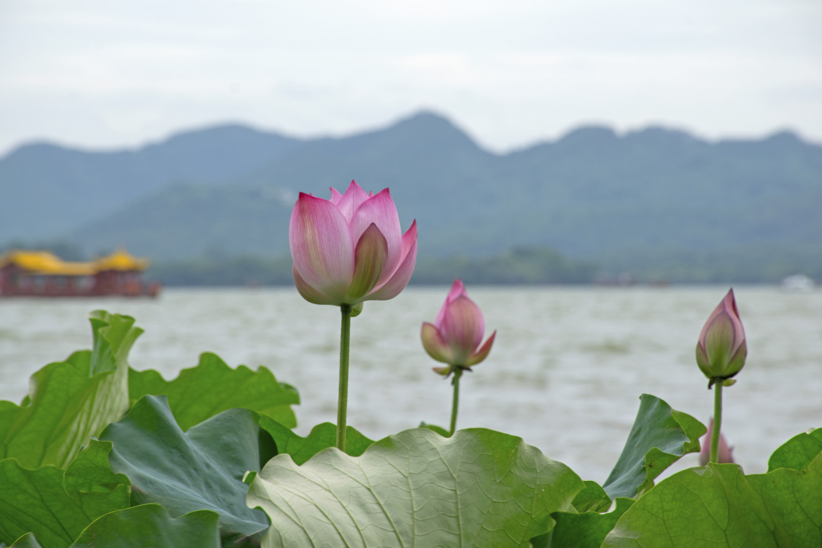 荷花掩映下的西湖白堤