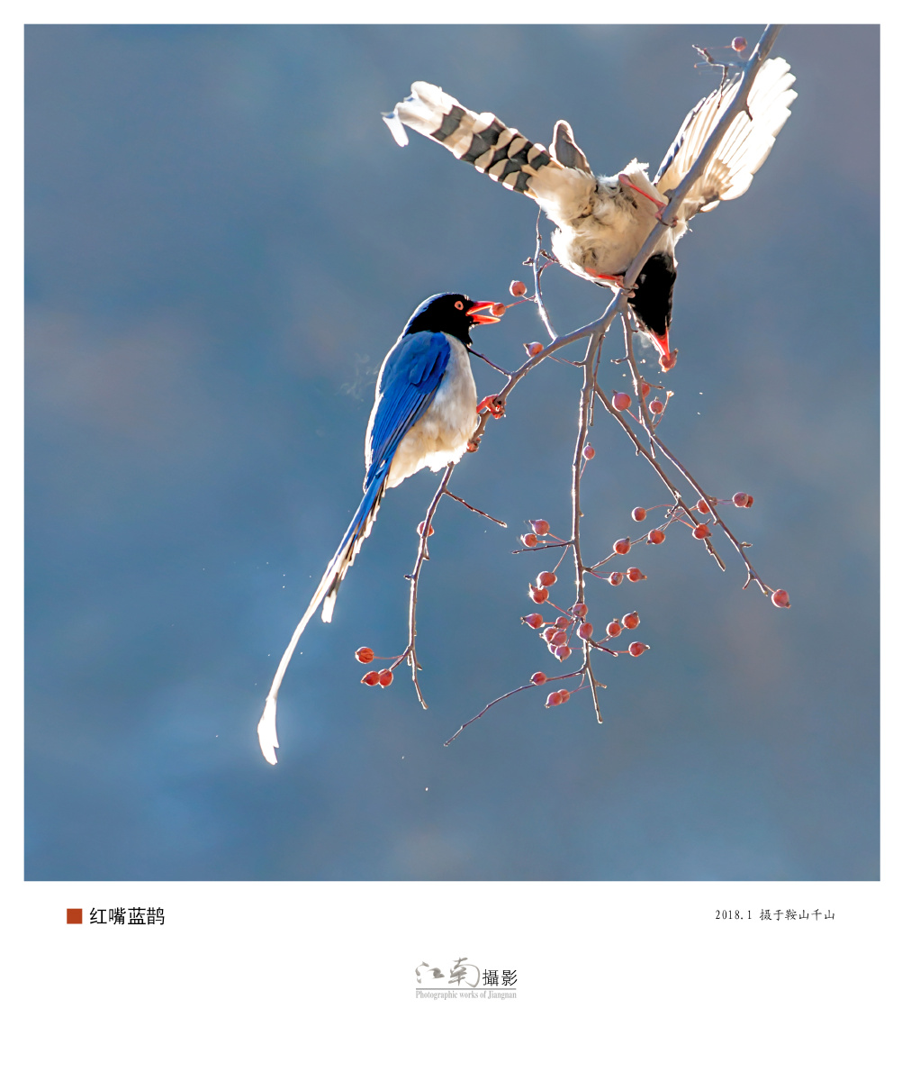 红嘴蓝鹊