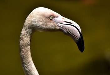 815451