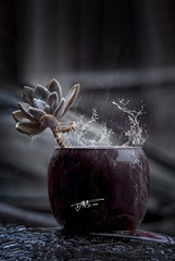 风雨飘摇的多肉君