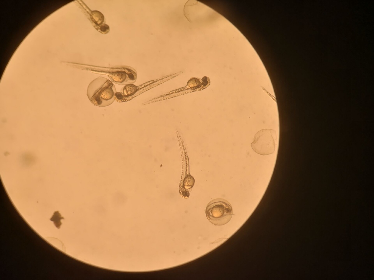 显微斑马鱼卵生长