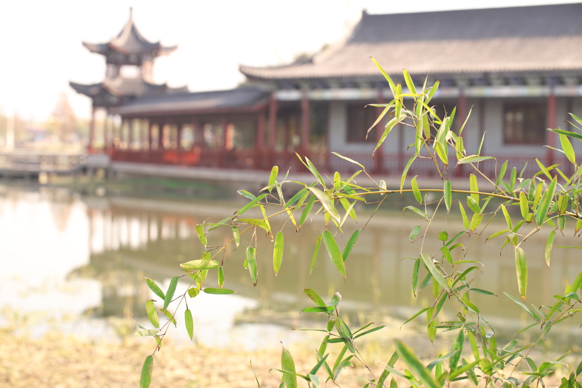 金坛城南公园冬日春色