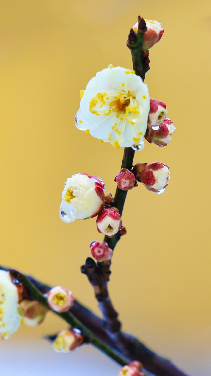 冰清玉洁雪后梅花