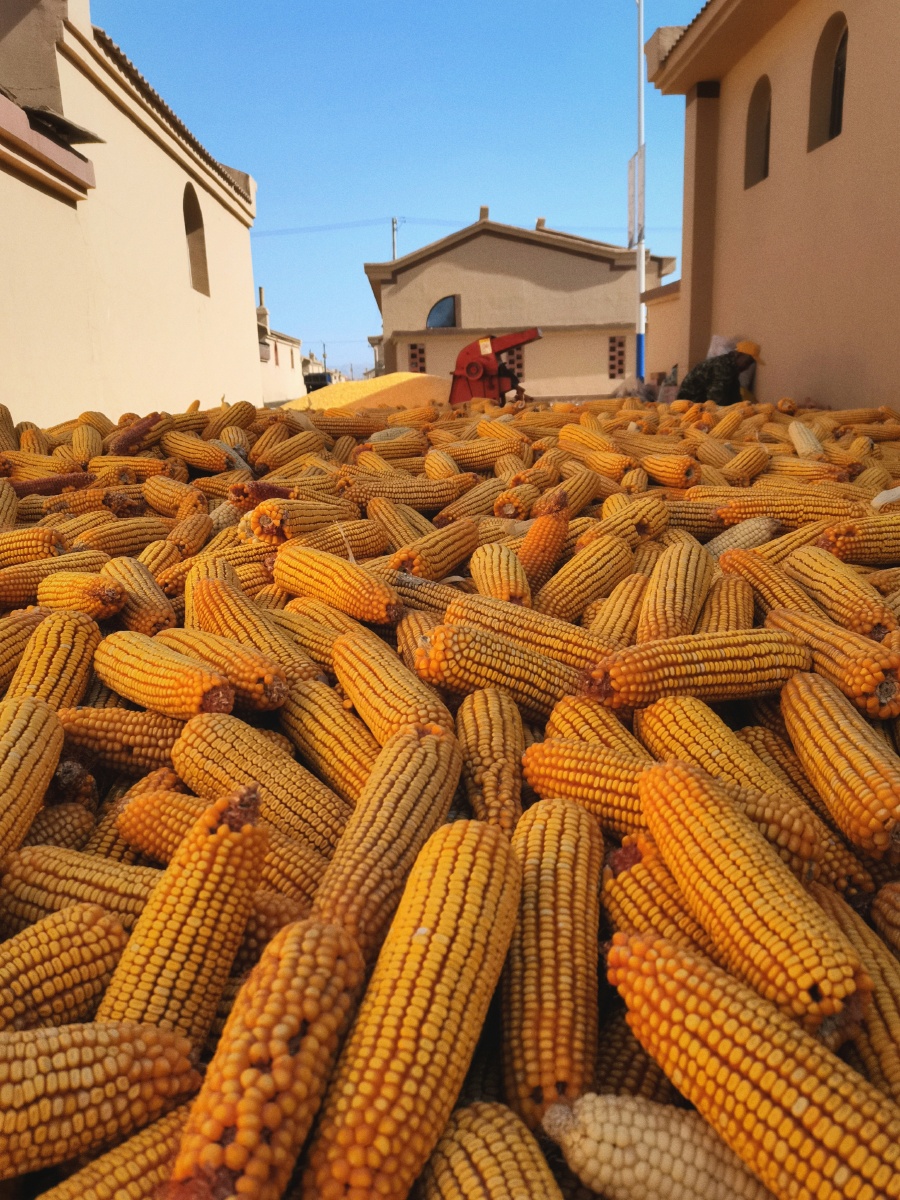 "你看那丰硕果实,来自耕耘的浪漫"