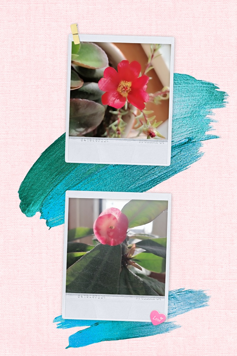 守望者安东妮雅 - 图虫