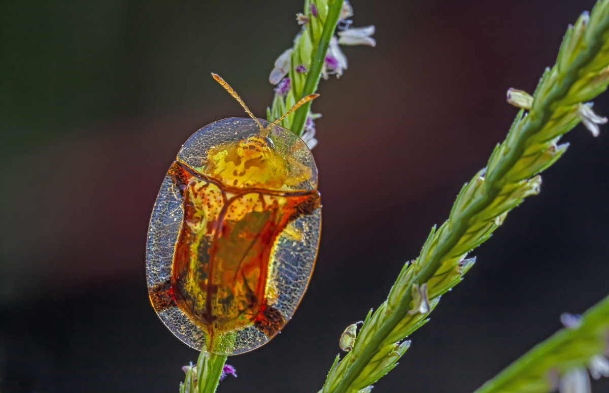 金盾龟金花虫 - 花甲少年szq - 图虫