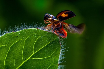 _MG_3388_2