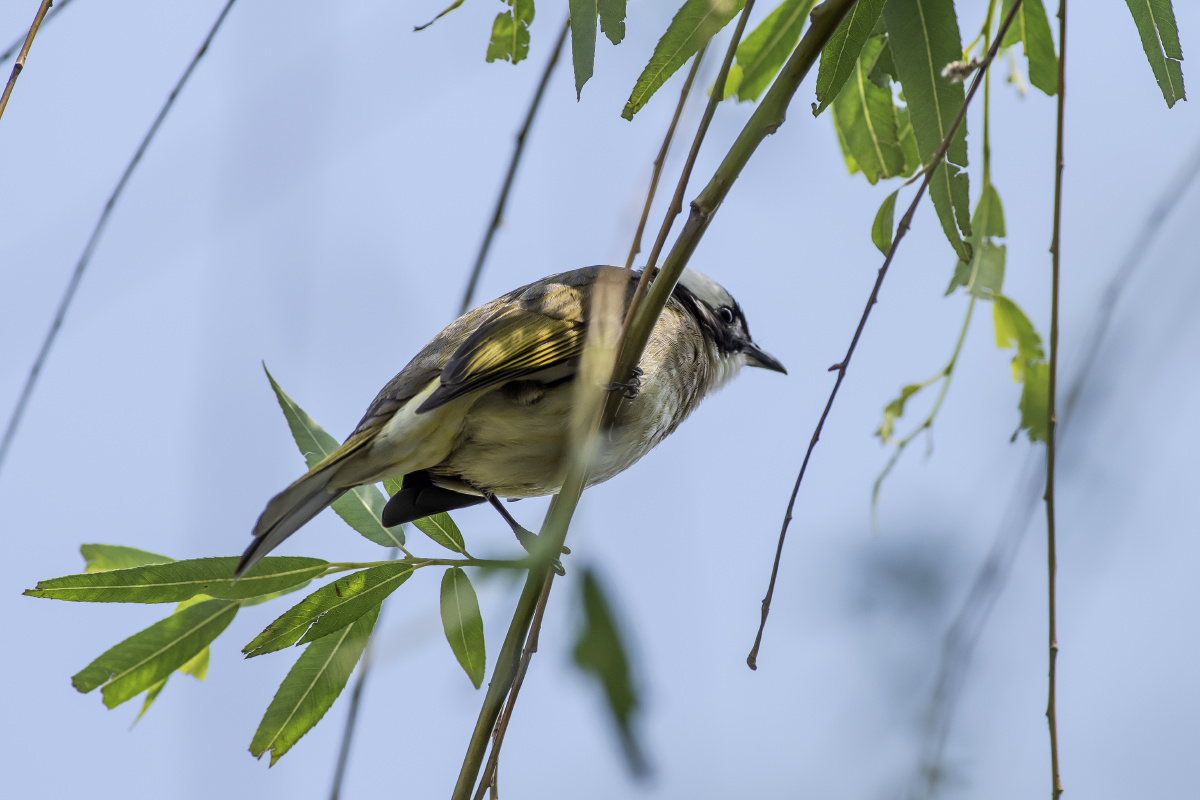 柳条上的白头鹎