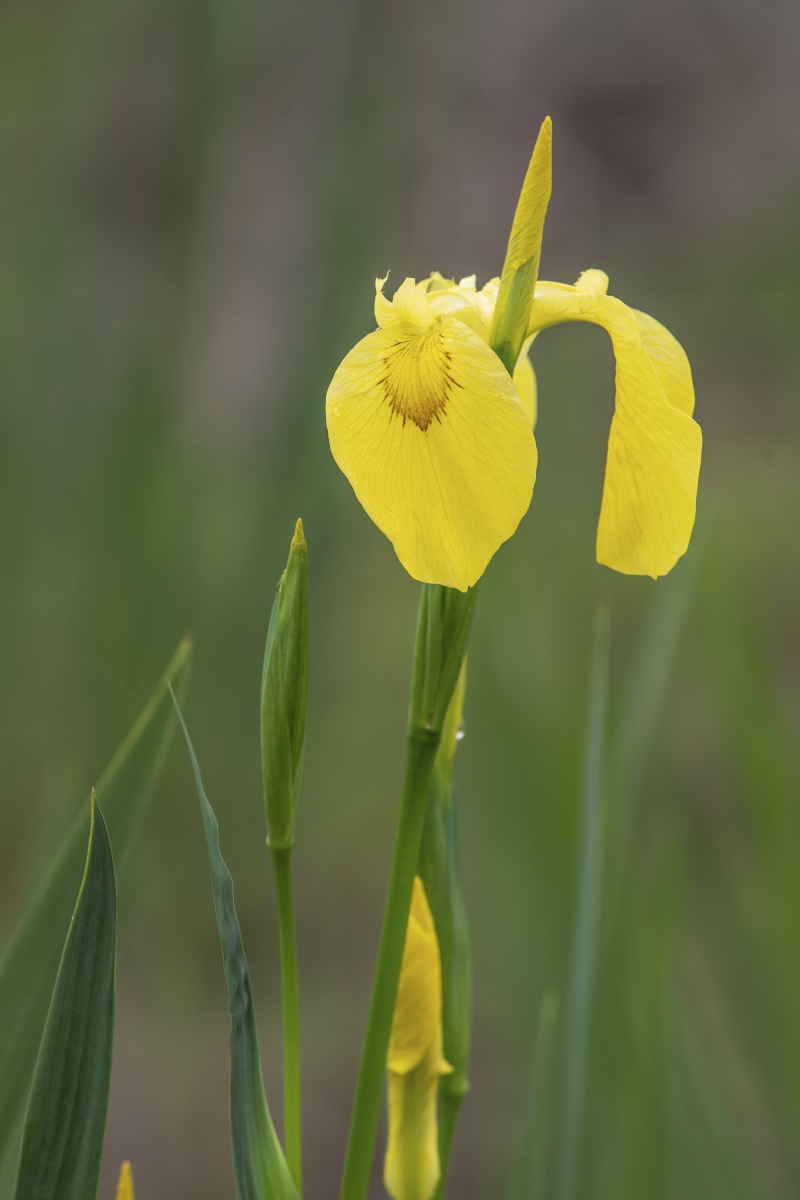 黄菖蒲 - cnahtlyyq - 图虫