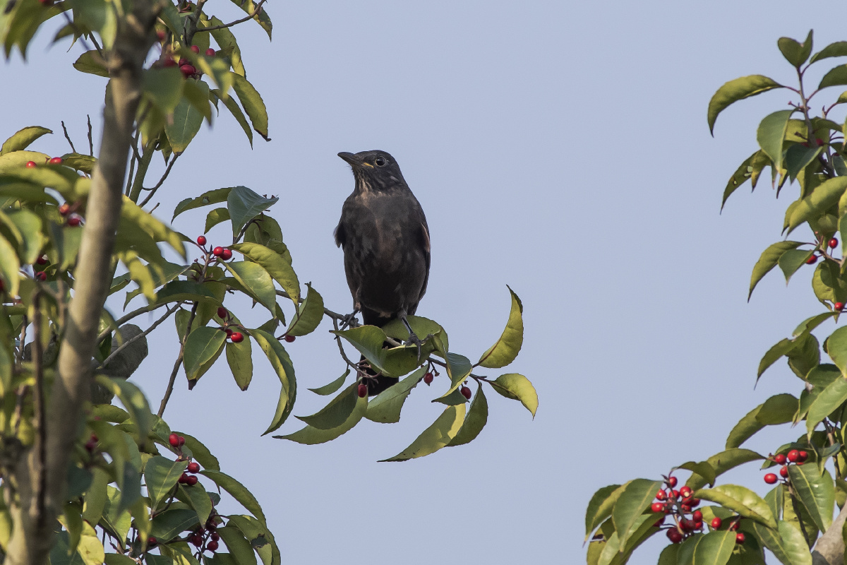 冬青上的乌鸫2