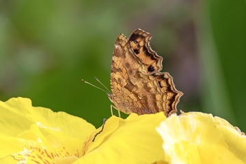 IMGP7482a