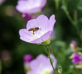 IMGP4908a