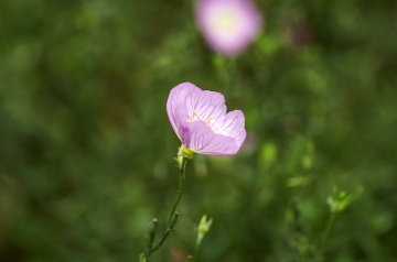 IMGP5021a