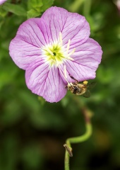 IMGP5037a