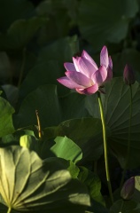 IMGP5236a