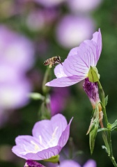 IMGP4929a