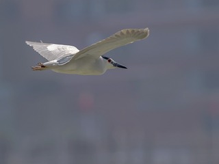 IMGP3912a