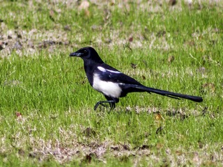IMGP2123a