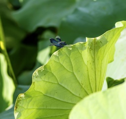 IMGP5245a