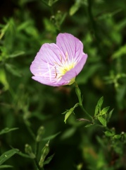 IMGP5022a
