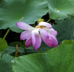 IMGP5158a