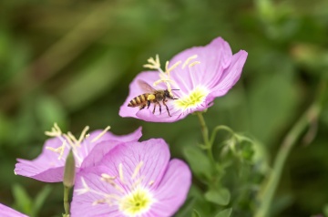 IMGP5064a