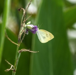 IMGP5309a
