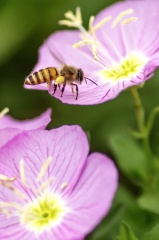 IMGP5063a