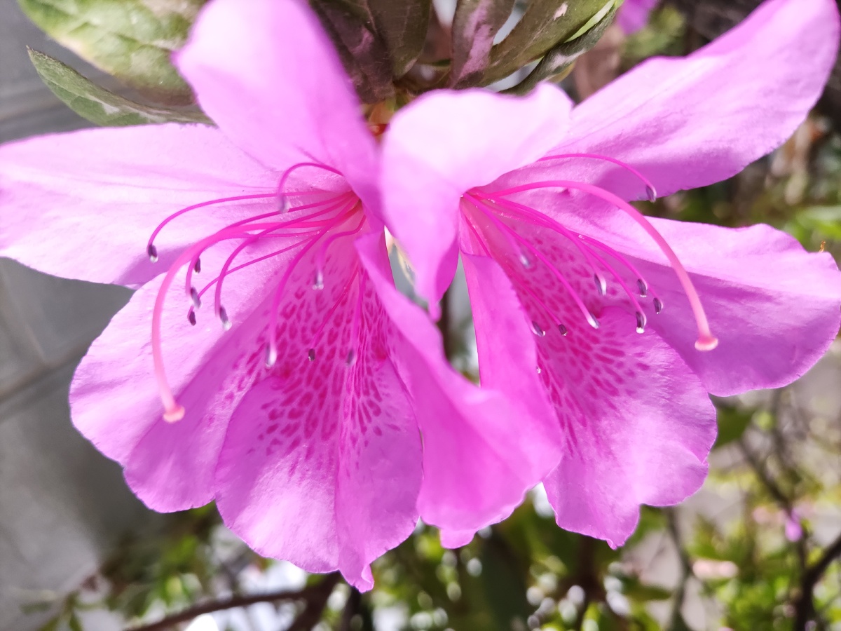 紫色粉色玫红色杜鹃花