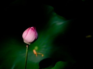 A95B0CE3-861A-4736-90FF-4B74C2BA1E2E/L0/001