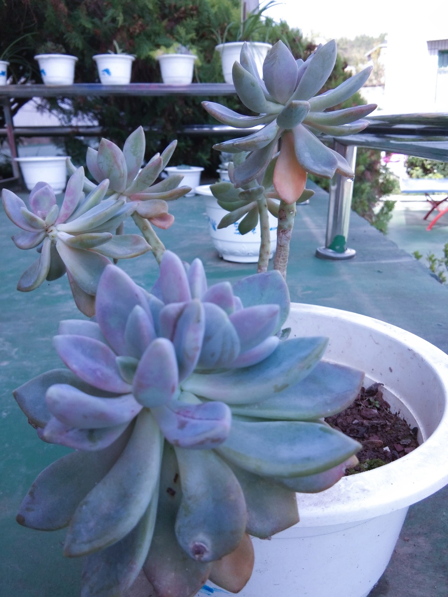 多肉- 青青子衿yxl - 图虫