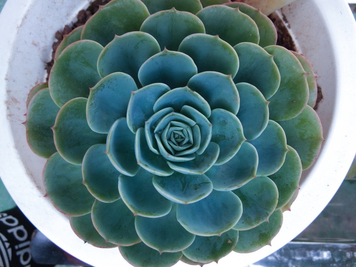 多肉- 青青子衿yxl - 图虫