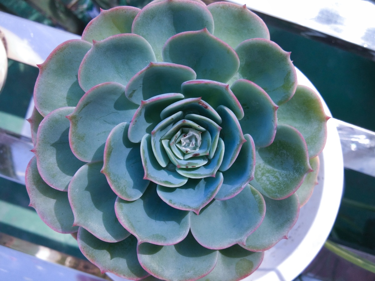 多肉- 青青子衿yxl - 图虫