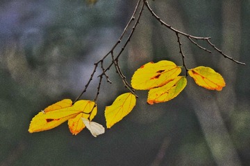 D0F780D0-5324-4648-A5DE-49030FD897E0/L0/001