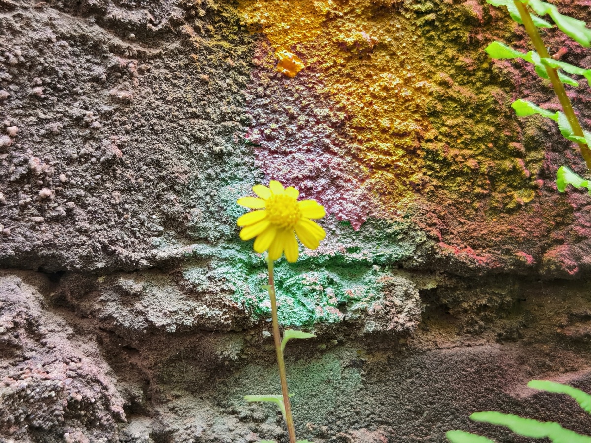 涂鸦墙角的野花