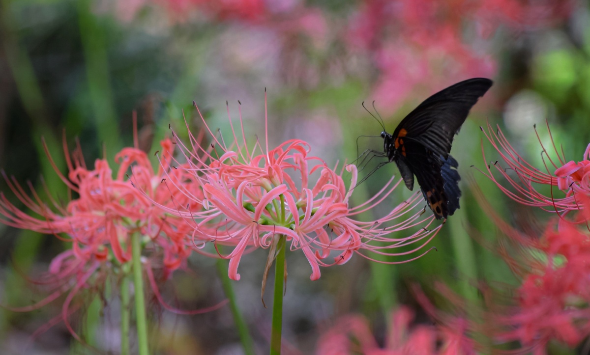 彼岸花开开彼岸花开叶落永不见因果注定一生死三生石上前生缘花叶生生