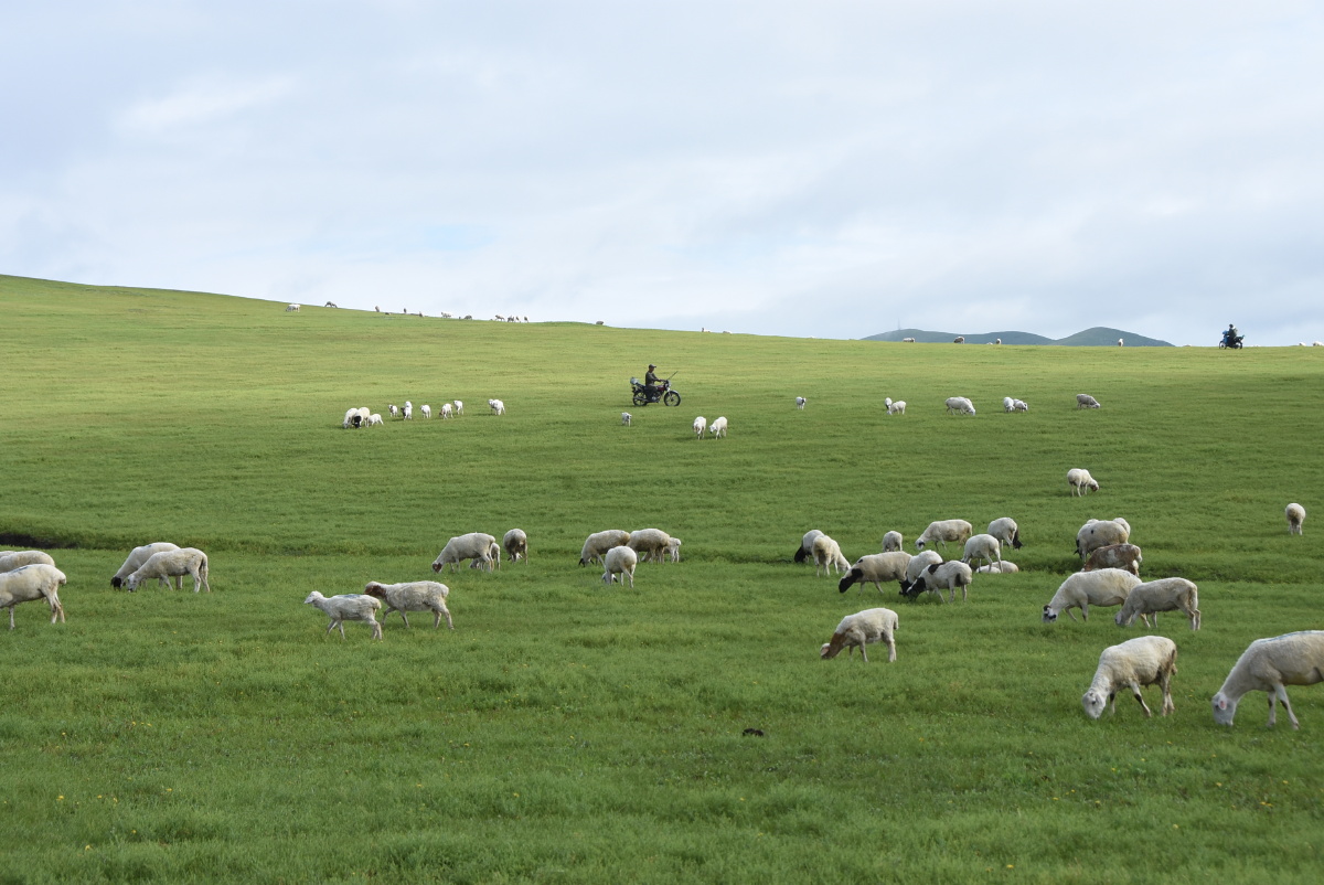 呼伦贝尔大草原十牧羊人及羊群和蒙古包