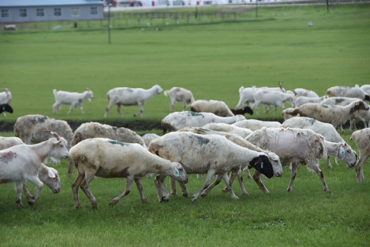 呼伦贝尔大草原十牧羊人及羊群和蒙古包
