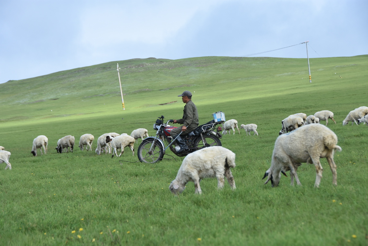 呼伦贝尔大草原十牧羊人及羊群和蒙古包