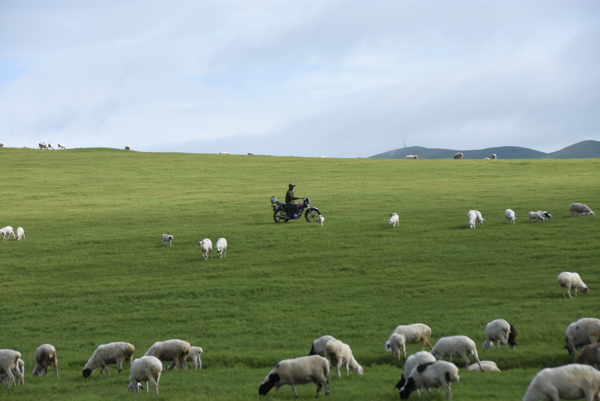 呼伦贝尔大草原十牧羊人及羊群和蒙古包