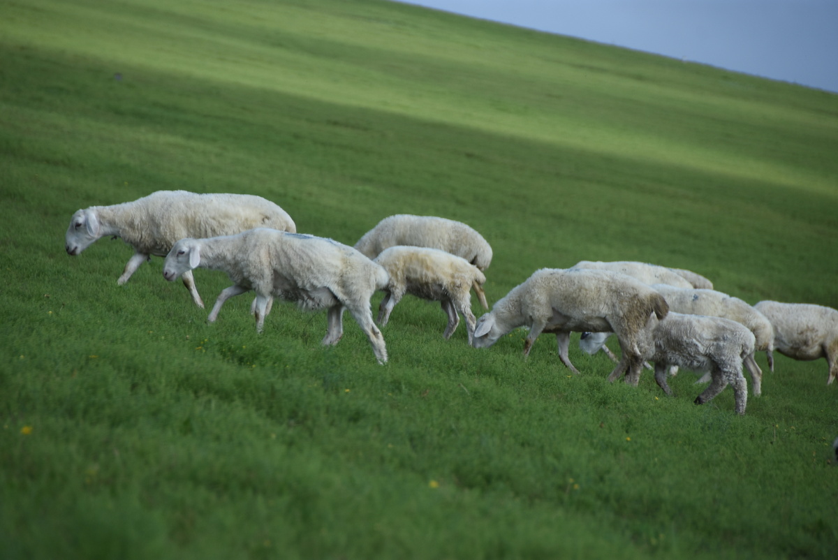 呼伦贝尔大草原十牧羊人及羊群和蒙古包