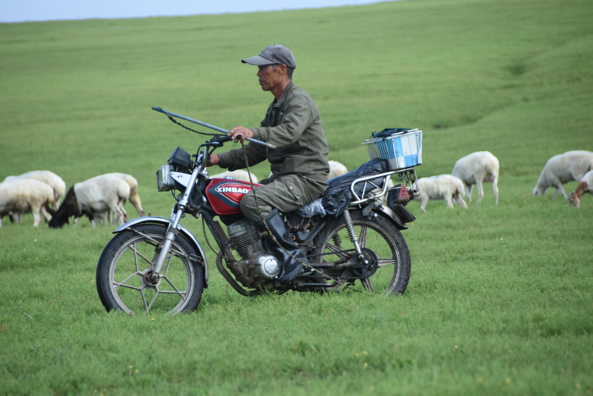 呼伦贝尔大草原十牧羊人及羊群和蒙古包