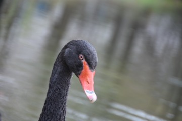 A0E97576-58CA-4DB1-AAE0-82F34E8D8DD5/L0/001