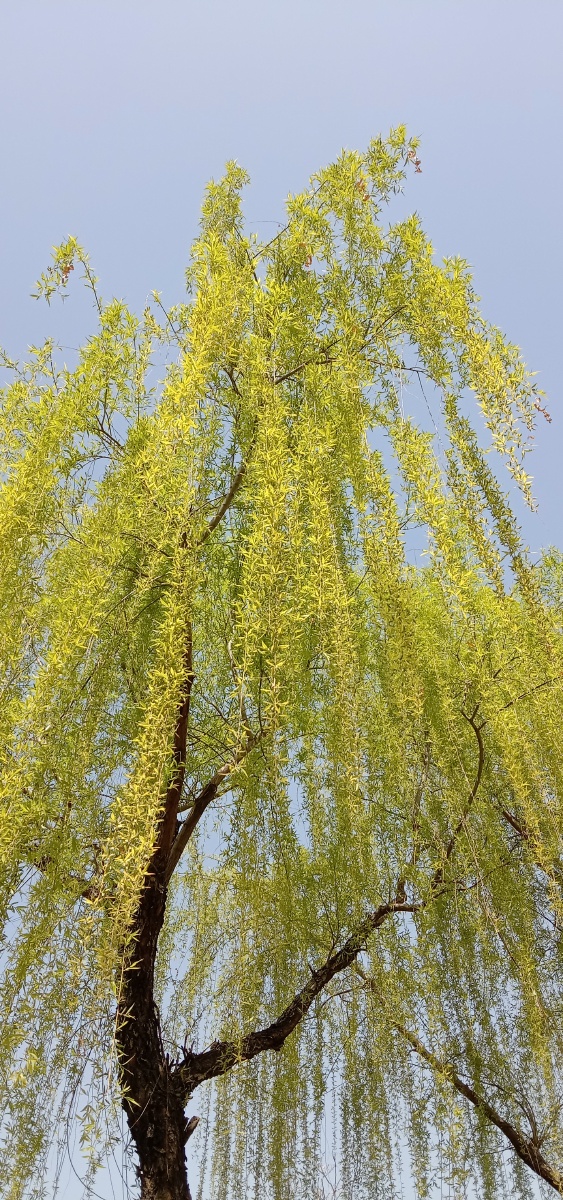 春风拂柳如丝绦道不尽这春意绵绵