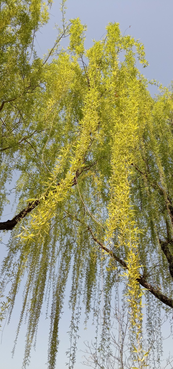 春风拂柳如丝绦道不尽这春意绵绵