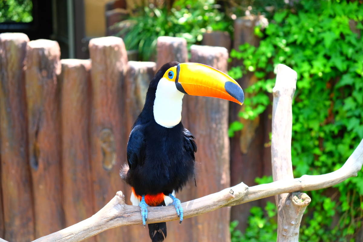 大嘴鸟呆萌7连拍超可爱