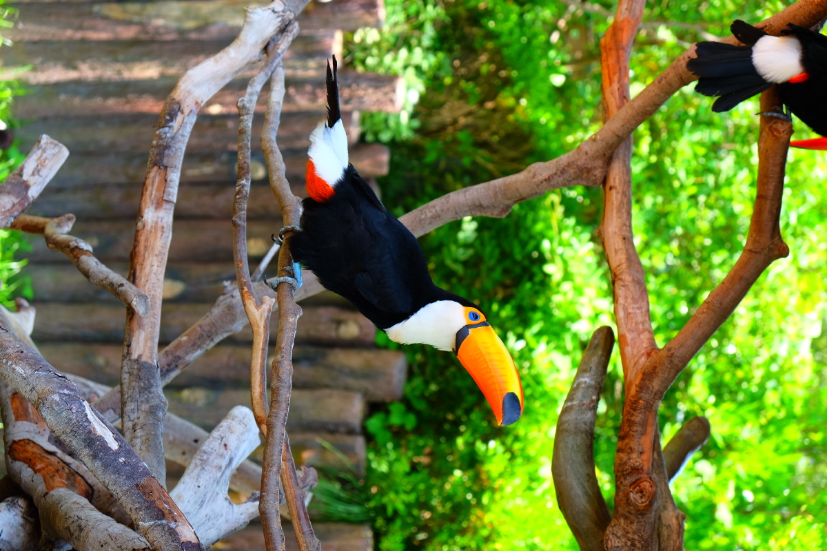 大嘴鸟呆萌7连拍超可爱