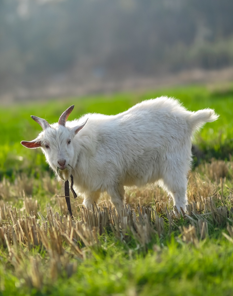 初五踏青拍下一组水稻田吃草的三只羊