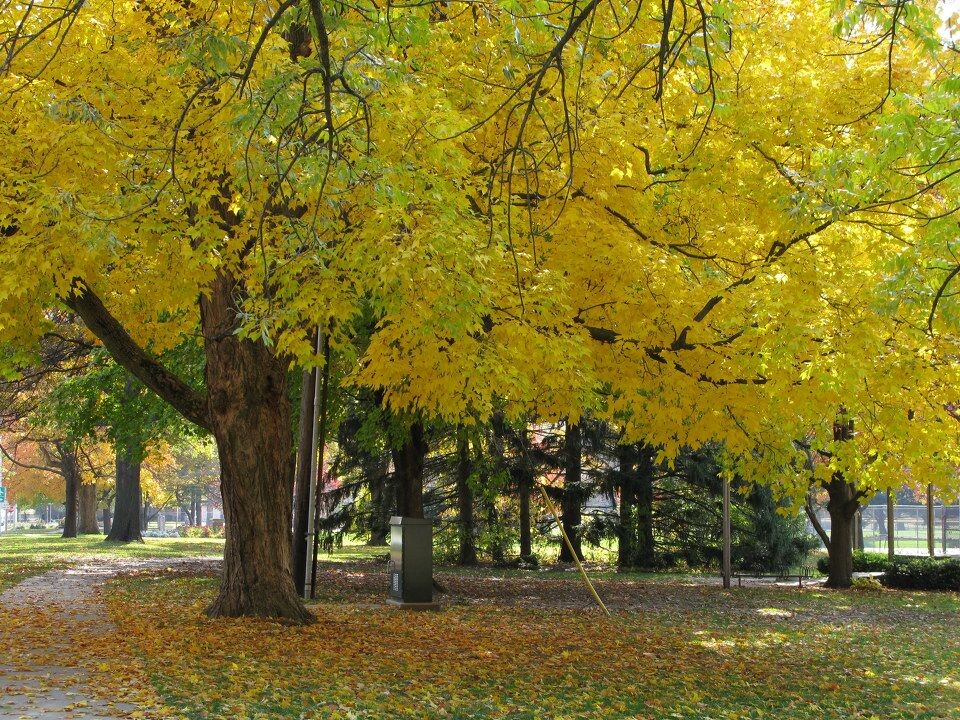 Maple Street, 2008 Fall<br />
On my way to All Nations Baptist Church
