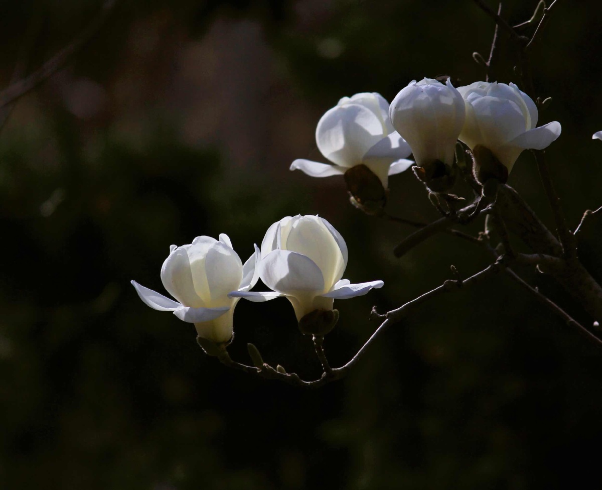 阳春三月满树银花